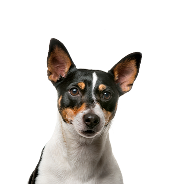 Rat Terrier dog breed