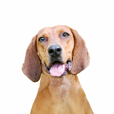 Redbone Coonhound dog breed