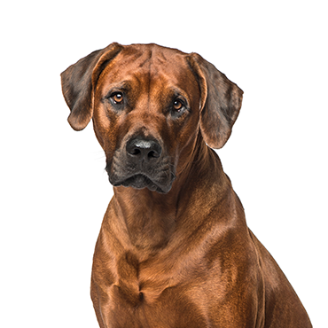 Rhodesian Ridgeback dog breed