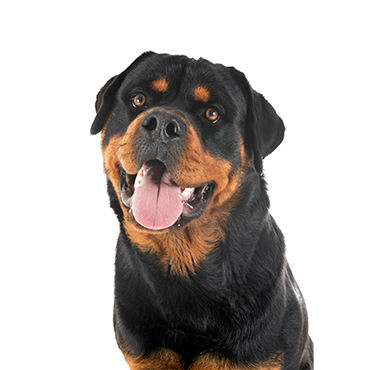 Rottweiler dog breed
