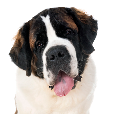 Saint Bernard dog breed