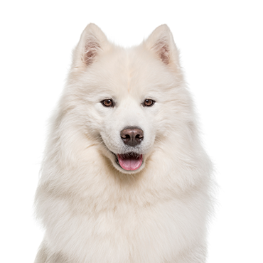 Samoyed dog breed