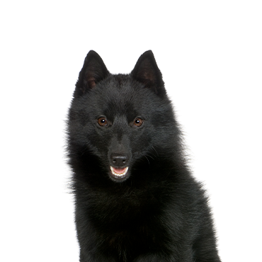 Schipperke dog breed