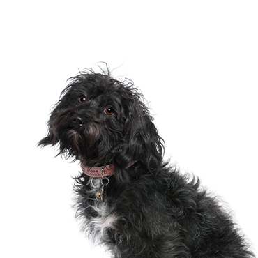 Schnoodle dog breed