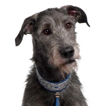 Scottish Deerhound dog breed