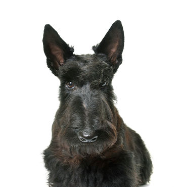Scottish Terrier dog breed