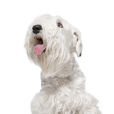 Sealyham Terrier dog breed