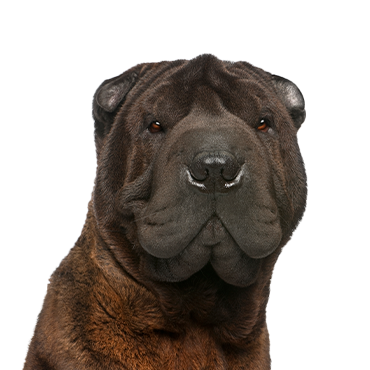 Shar-Pei dog breed