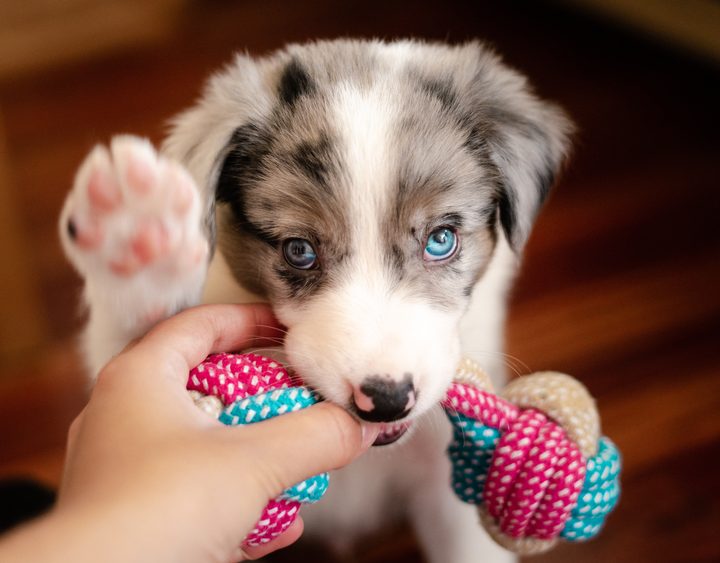Shetland Sheepdog dog breed