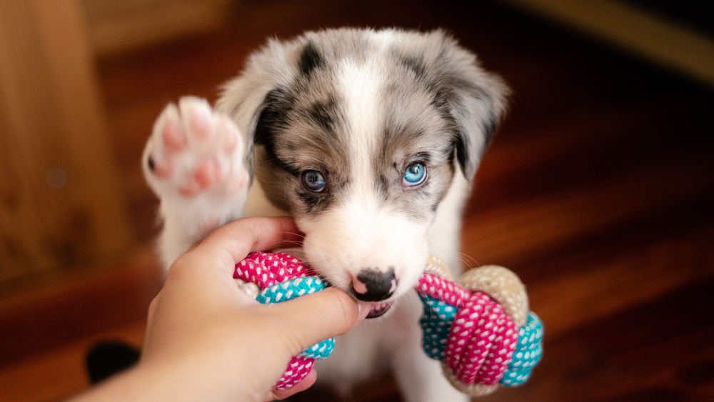 A Shetland Sheepdog