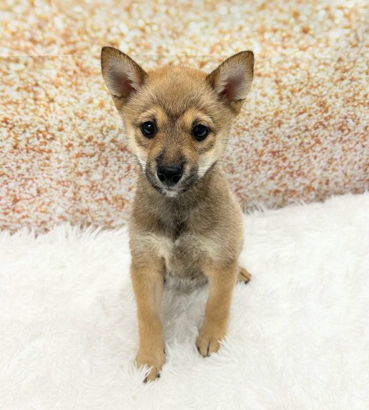 Shiba Inu dog breed