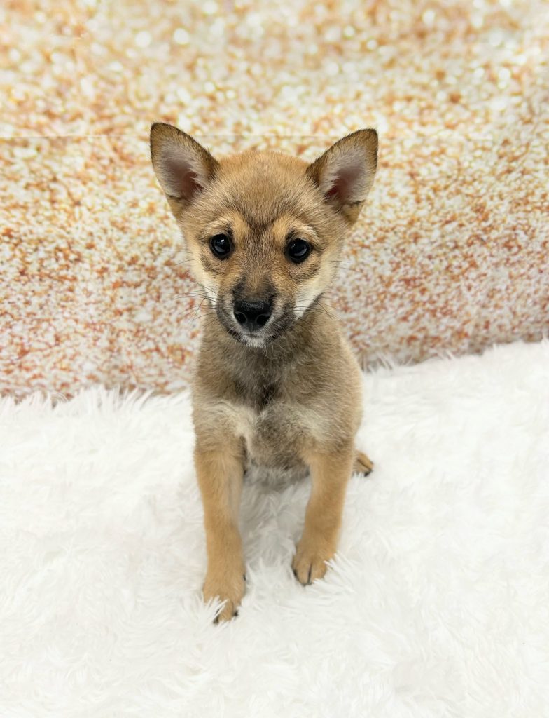 A Shiba Inu