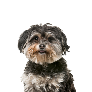 Shihpoo dog breed