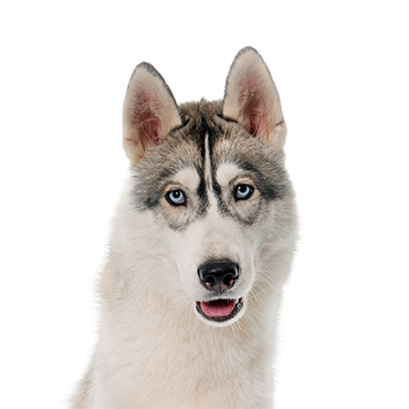 Siberian Husky dog breed