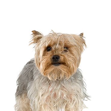 Silky Terrier dog breed