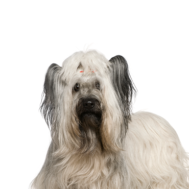 Skye Terrier dog breed