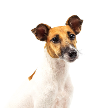 Smooth Fox Terrier dog breed
