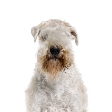 Soft Coated Wheaten Terrier dog breed