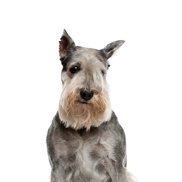 Standard Schnauzer dog breed