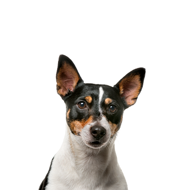 Toy Fox Terrier dog breed