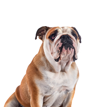 Victorian Bulldog dog breed
