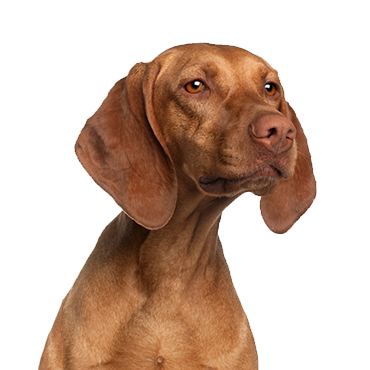 Vizsla dog breed