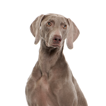 Weimaraner dog breed