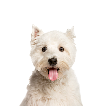 West Highland Terrier dog breed