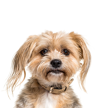 Yorkiepoo dog breed
