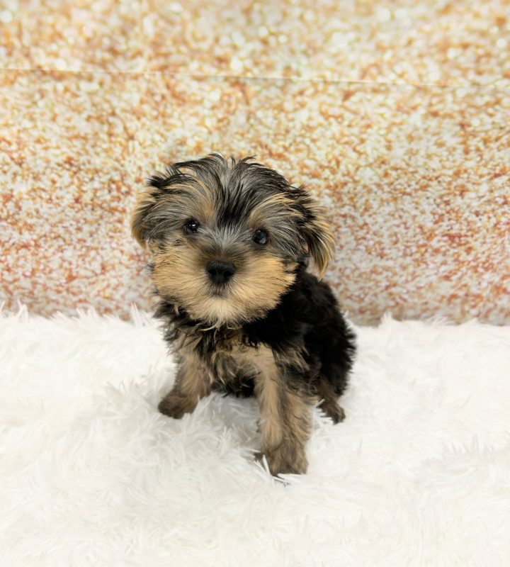 Yorkshire Terrier dog breed