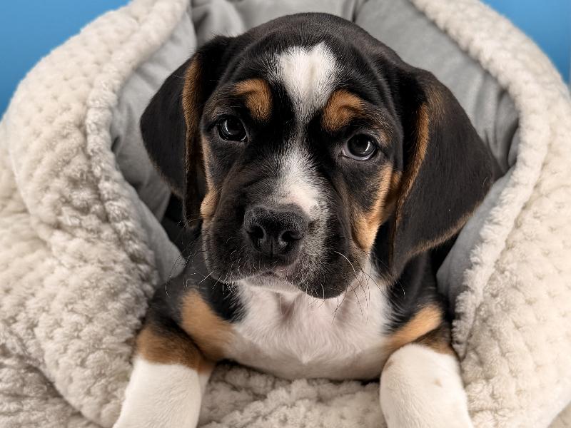Ac/Dc, a Beabull 1st Gen puppy