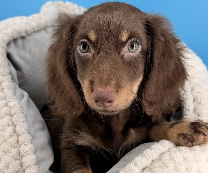 Asher, a Dachshund puppy