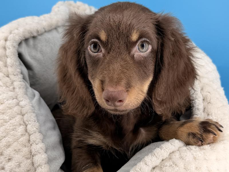 Asher, a Dachshund puppy