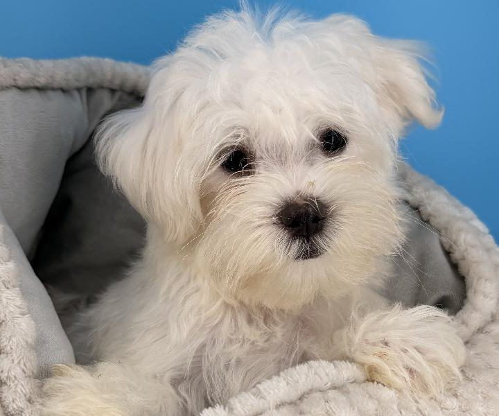 Bane, a Maltese puppy