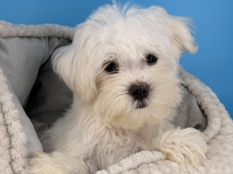 Bane, a Maltese puppy