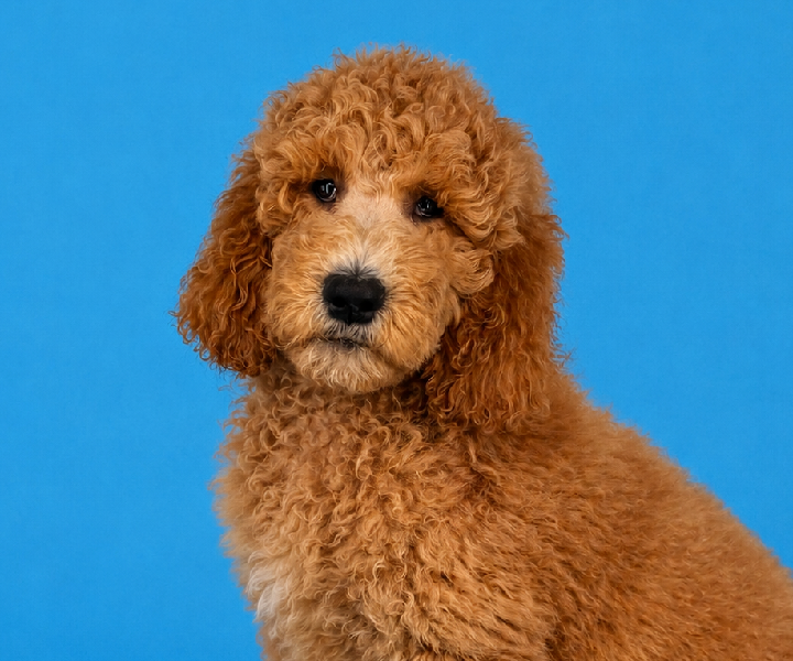 Bella, a Goldendoodle 2nd Gen puppy