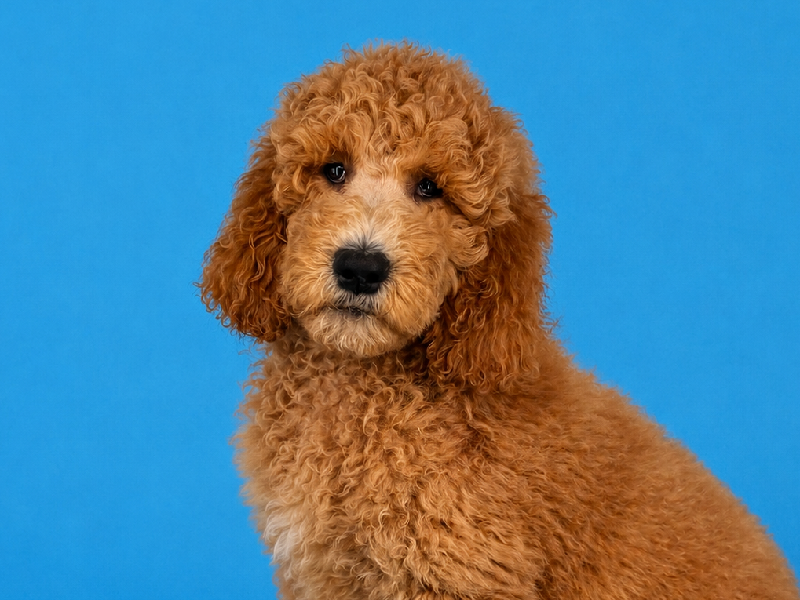 Bella, a Goldendoodle (2nd Gen) puppy