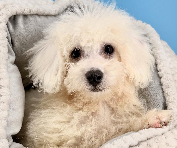 Benzo, a Bichon puppy