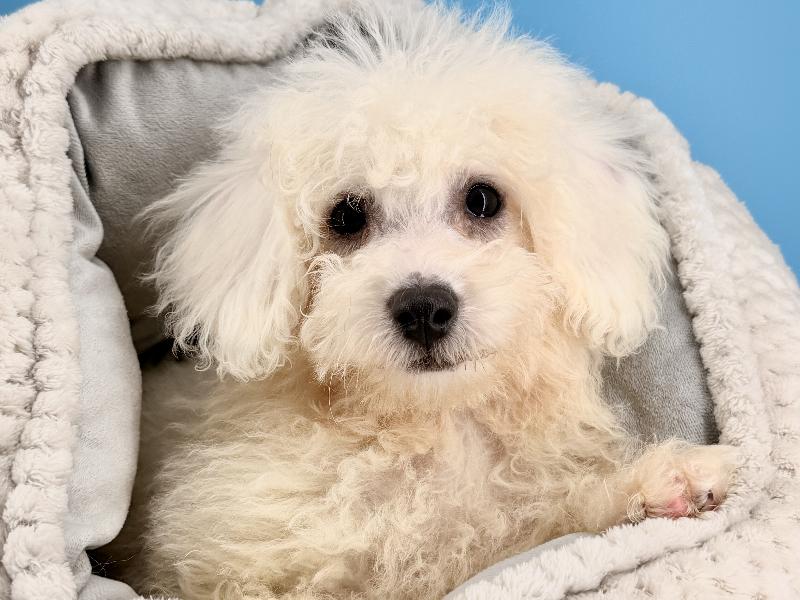 Benzo, a Bichon puppy