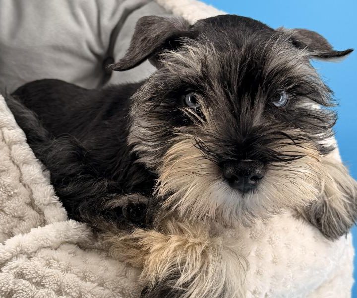 Bill, a Mini Schnauzer puppy