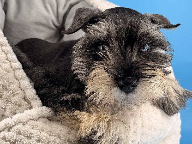 Bill, a Mini Schnauzer puppy