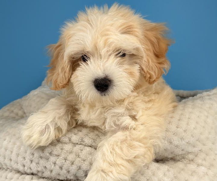 Bobby, a Maltipoo puppy