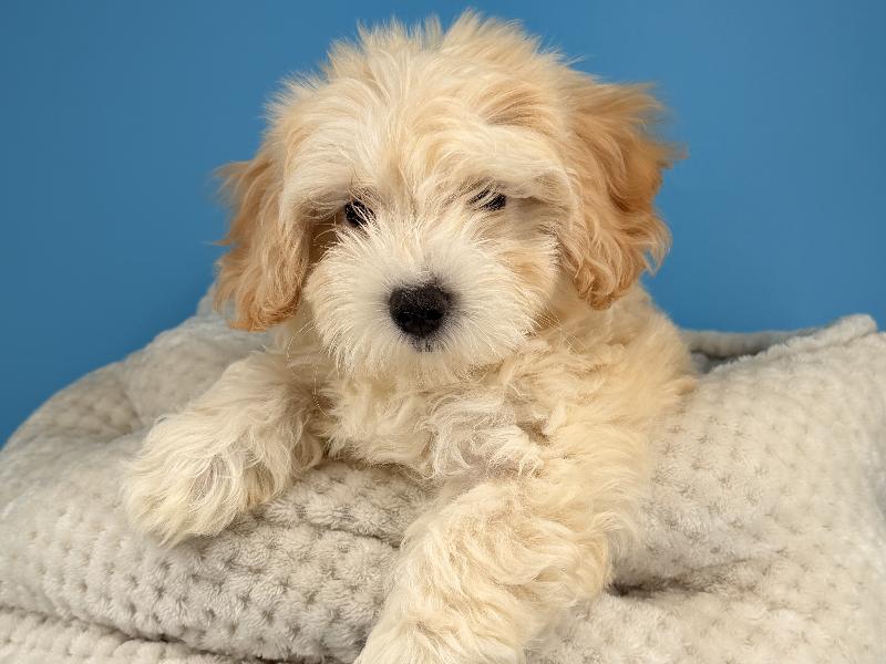 Bobby, a Maltipoo puppy
