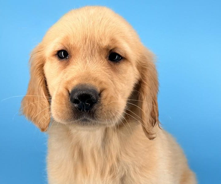 Buddy, a Golden Retriever puppy