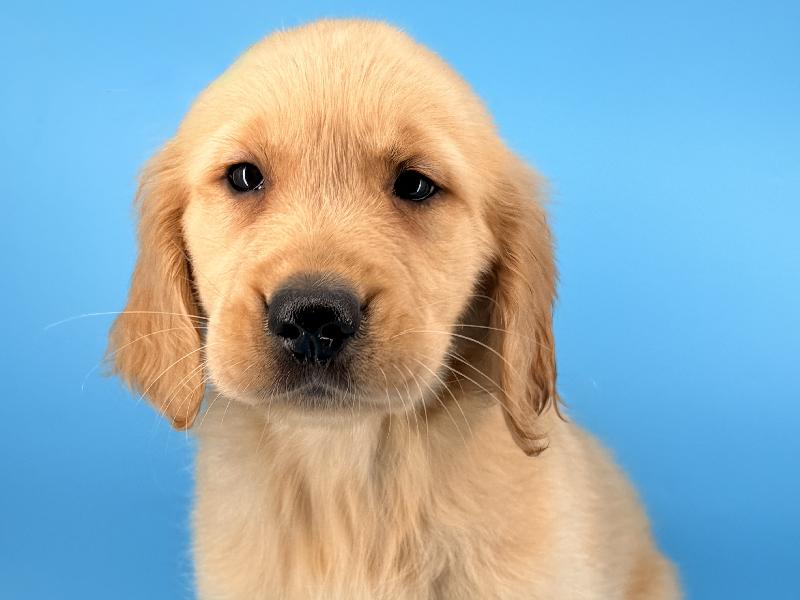 Buddy, a Golden Retriever puppy