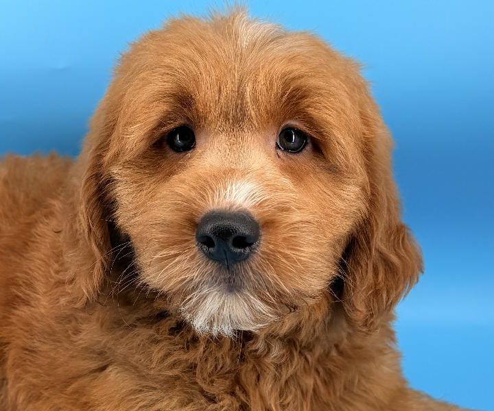Cardi, a Mini Goldendoodle puppy
