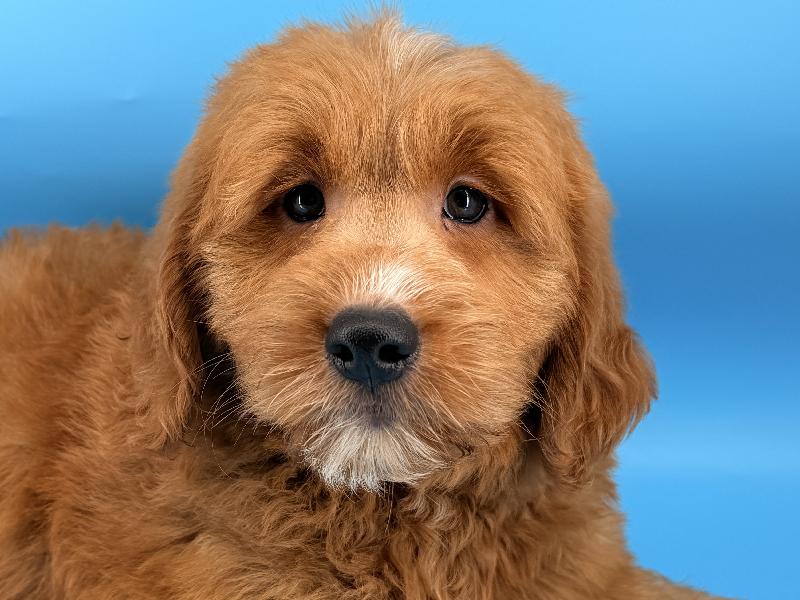 Cardi, a Mini Goldendoodle puppy