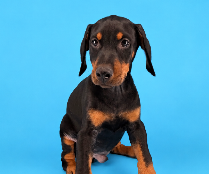 Dale, a Doberman Pinscher puppy