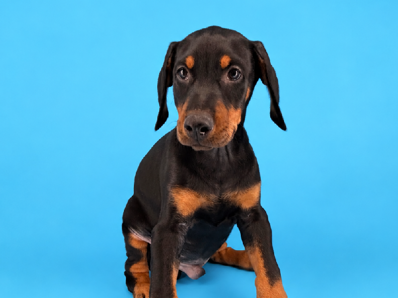 Dale, a Doberman Pinscher puppy