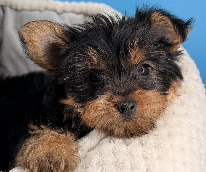 Danny, a Yorkie puppy